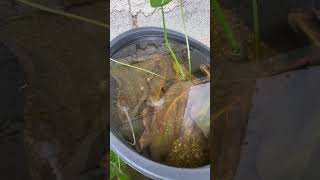 update sa pipefish ko fishkeepers fishing fishcare shorts [upl. by Rodenhouse164]