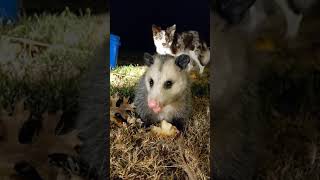 Virginia opossum Didelphis virginiana [upl. by Margot]