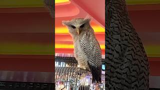 OWLY BIRD shorts owl burunghantu animalfest animallover owlybird pecintaburungindonesia [upl. by Uzial721]