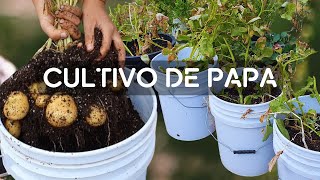 Cómo cultivar papa en casa con poco espaciocultivo desde la siembra hasta la cosecha [upl. by Pentha]