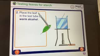 KS3BiologyPhotosyntheis Testing a leaf for starch [upl. by Analla667]