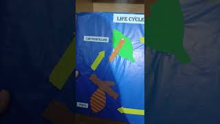 Life cycle of butterfly making idea for biology labart painting love craft paint diy shorts [upl. by Monarski]