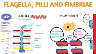 FlagellaPilli andFimbraie [upl. by Nimocks834]