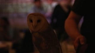 Annie the Owl event finally opens doors following anger and threats to organisers [upl. by Ram]