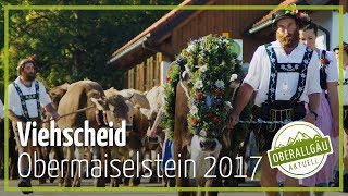 Viehscheid Obermaiselstein 2017  Oberallgäu Aktuell [upl. by Peednama]