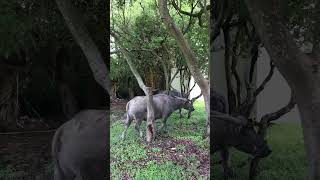 20240930 台北北投國立臺北藝術大學 護校神獸 三隻水牛 22 Taiwan Water Buffalo  Bubalus bubalis x 磨角抓癢 x 北藝大TNUA [upl. by Hooper]