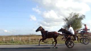 caballos andadores en cuba 2012 [upl. by Nemrak]