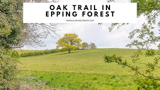 OAK TRAIL IN EPPING FOREST  Oak Trail Walk  Essex Walk  Best Epping Forest Walk  Theydon Bois [upl. by Charyl]