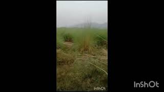 80 kanal agricultural land dist Jhelum teh sohawa 03319957148 [upl. by Maeve]