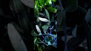 Dyed metallic Pistacia leaves [upl. by Llemert]