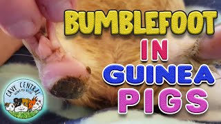 Bumblefoot in guinea pigs at guinea pig stuff [upl. by Meli409]