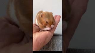 Gold Syrian Hamster 🐹hamsters [upl. by Haakon]