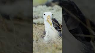 Largest Bird in the Galápagos  Lindblad Expeditions [upl. by Lenna807]