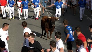 TERCER ENCIERRO TAFALLA 17082024  RETA DE CASTA NAVARA [upl. by Nabroc]