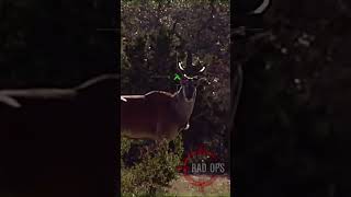 Hunting Eland African Brush 🌍🇿🇦 शिकार caceria hunting hindi africa safari shorts deer [upl. by Griffin764]