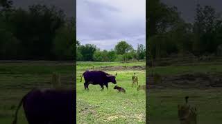 Bison strives to protect its cubs Wild animals are close to each other Animals also have love [upl. by Ivie]