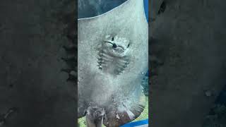 shark stingray freshwaterstingray aquarium fish fishing scubadiving carpfishing [upl. by Danita]