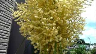 Beaucarnea recurvata blossoms 55 31 years old [upl. by Neidhardt]