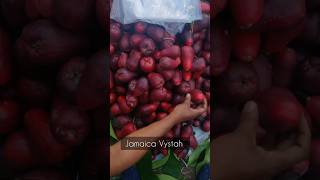 Fresh Jamaican apples shorts [upl. by Selwyn]