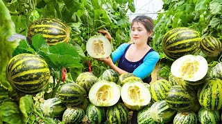 Harvesting Pear Melon DUA LE Goes to countryside market sell weeding  Nhất Daily Life [upl. by Ednil]