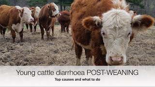 Top Causes of Diarrhoea in Young Cattle PostWeaning  Sez the Vet [upl. by Ahseina]