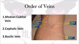 Phlebotomy The Order of Veins [upl. by Xuaeb]