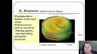 The Protist [upl. by Rianna]