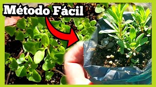 PROPAGAR LAVANDA por SEMILLAS  MÉTODO para PRINCIPIANTES✅️ [upl. by Hayidan]