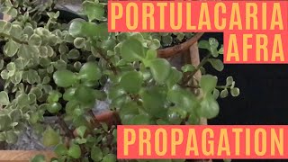 Portulacaria Afra Variegata RAINBOW Elephant bush propagating pruning  MOODY BLOOMS [upl. by Yeldah]