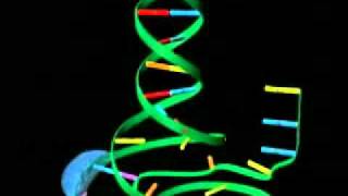 Transcripción del ADN [upl. by Sible]