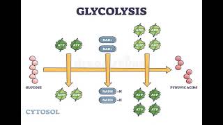 1 Carbohydrates GLYCOLYSIS شرح بالعربي [upl. by Eneladgam885]