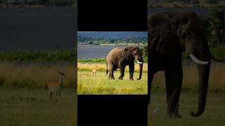 Elephant Sound Effect HD elephant animals [upl. by Saticilef773]