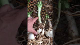 How To Plant Bare Root Crinum Lilies [upl. by Icnan330]