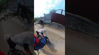 injured lamb rescue on the mountain shortsvideo [upl. by Yager107]