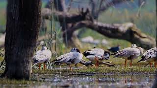 Bar Headed Goose [upl. by Hime]