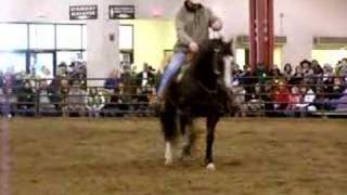 Docs Heza Lena Quarter Horse Stallion 07 Illinois Horse Fair [upl. by Karna]