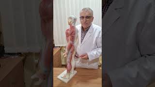 Coxartroza Coxartroză Gonartroză Spondiloză Medreflexline cluj doctor cj news herniededisc [upl. by Lanod]