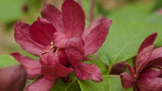 HARTLAGE WINE CALYCANTHUS FLOWERING SHRUB [upl. by Hsinam]