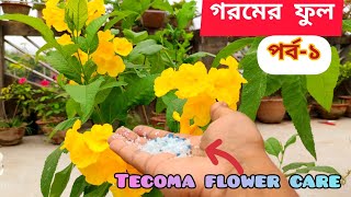 টেকোমা Tecoma  গরমের ফুল পর্ব  ১  How to care Tecoma flower plant [upl. by Ahteral]