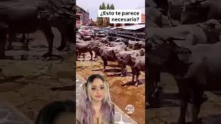 La explotación animal NO es natural necesaria ni humana 🚫⁠ asado parrillada leche quesos [upl. by Eihcir]