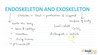 EXOSKELETON AND ENDOSKELETON SYSTEM [upl. by Ettenom705]