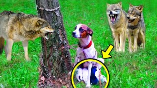 Hungry Wolves Attacked Mama Dog With Puppies Tied To A Tree But Then Hear The Hunters Shot [upl. by Ahiel321]