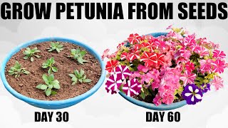 How To Grow Petunia From Seed  FULL INFORMATION [upl. by Yrotciv]