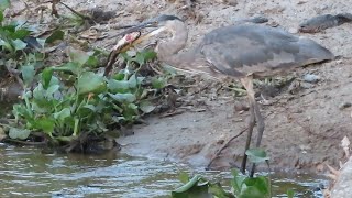 Great Blue Heron Eats Bullhead [upl. by Mellette]