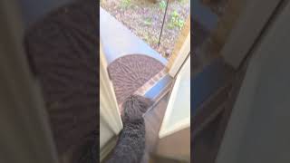 Pet Door PetSafe NEVER RUST [upl. by Weatherby]