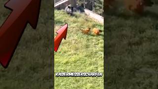 Cane Corso vs Warzenschwein – Kann der Cane Corso gewinnen 😱 [upl. by Atikahs]