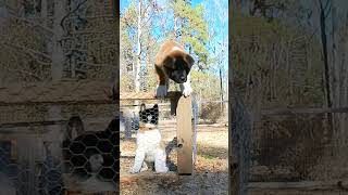 Escape Artist dog americanakita akita doglover pets animals cute [upl. by Harte76]