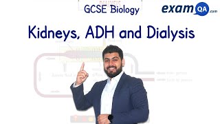 Kidneys ADH and Dialysis  GCSE Biology [upl. by Anaiq]