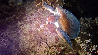 Fiji 2024  Day 4 Night Dive [upl. by Ferne]