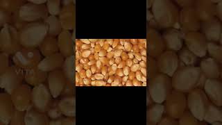 Unpopped popcorn kernels are called what short funfacts popcorn [upl. by Annairda]